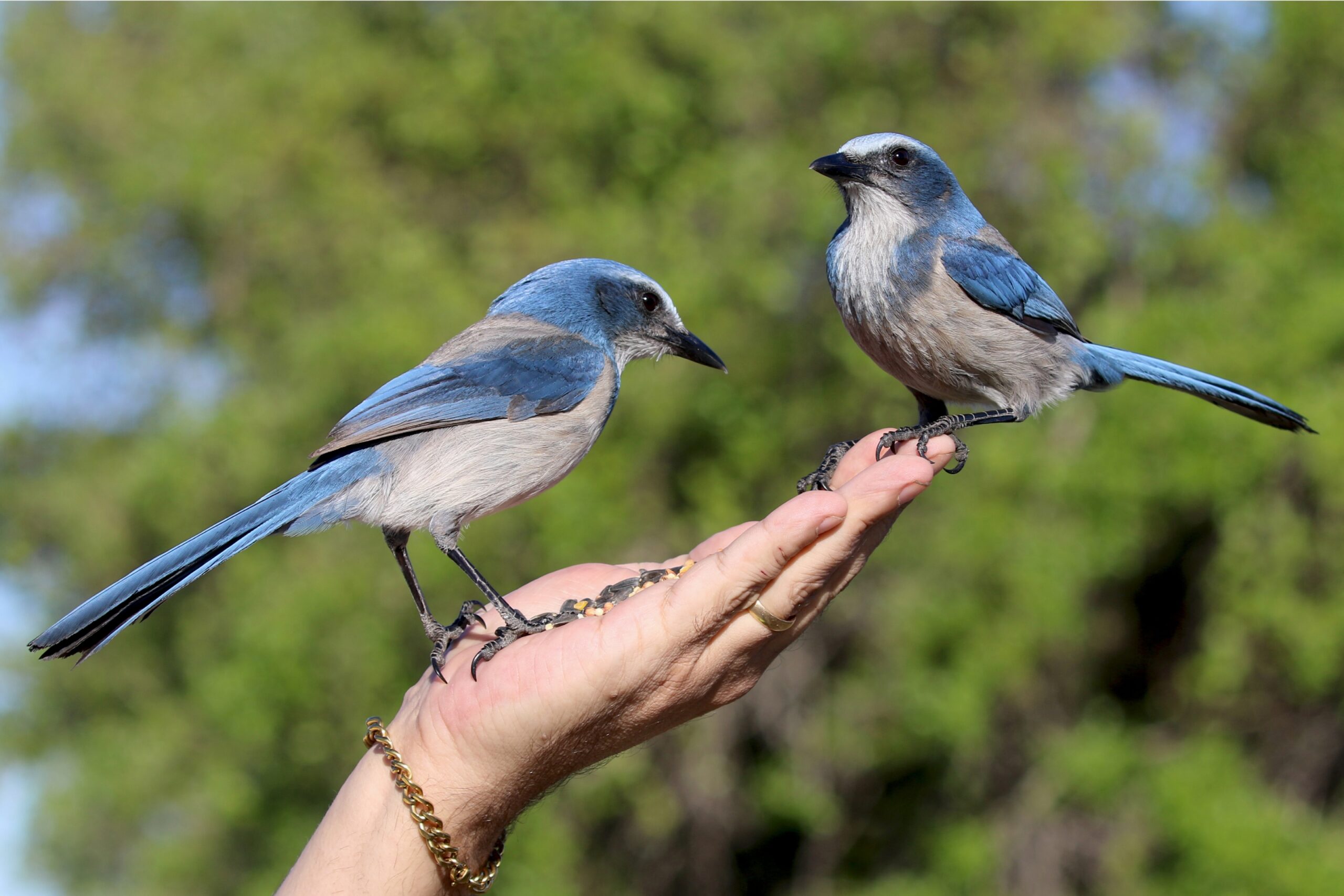 Two lovely blue jays in a person hand