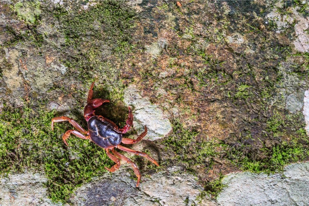 a crab walking on a big rock