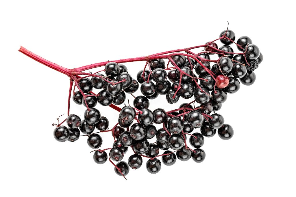 Elderberries on a branch, white background