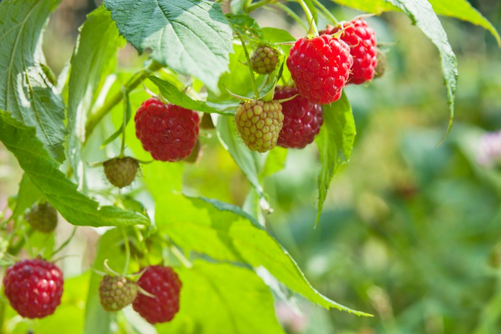 raspberry fruit in the wild