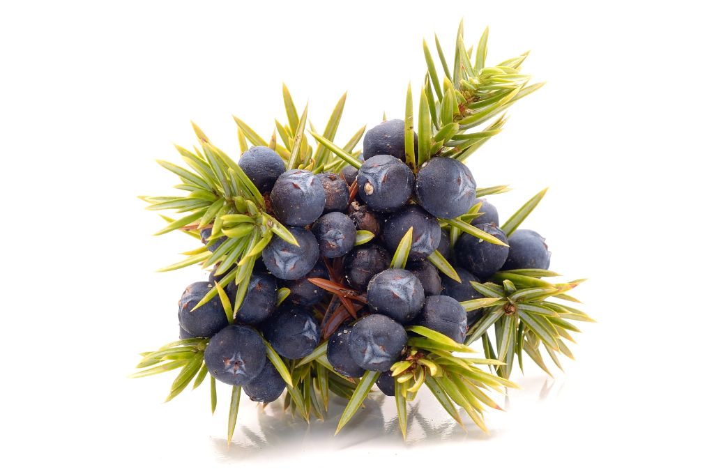 Juniper Berries on a white background