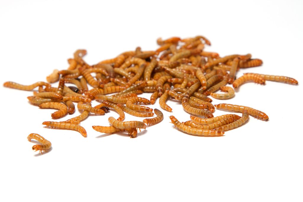 Mealworms on a white background