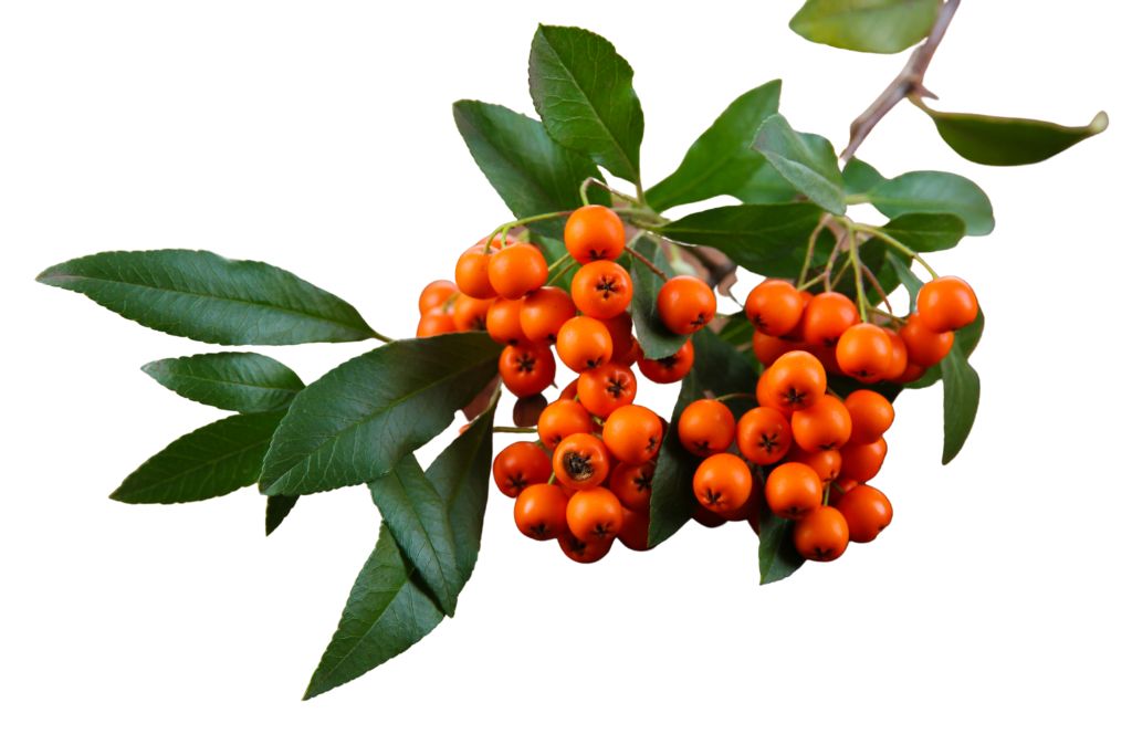 Pyracantha Berries on a plain background