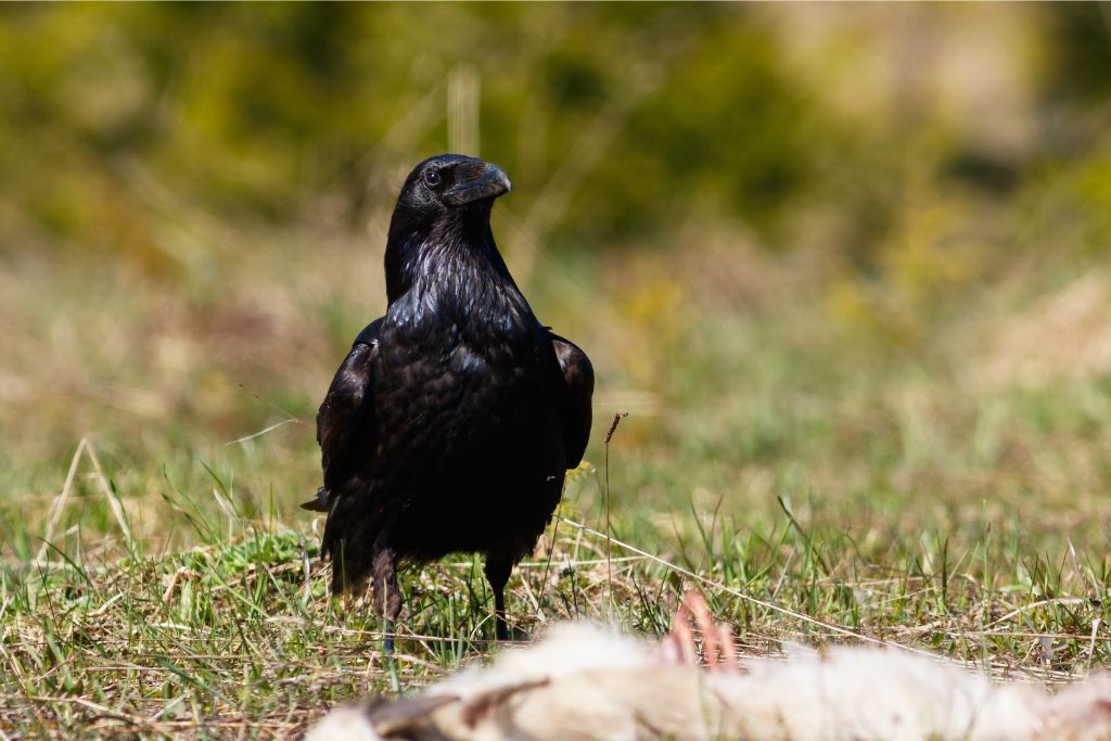 a raven standing on a grassy field in front of its dead prey