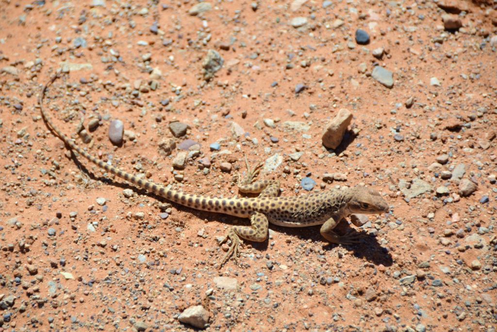 a lizard walking on the ground