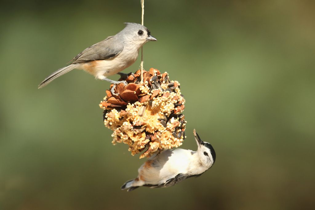 two birds on a suet feeder