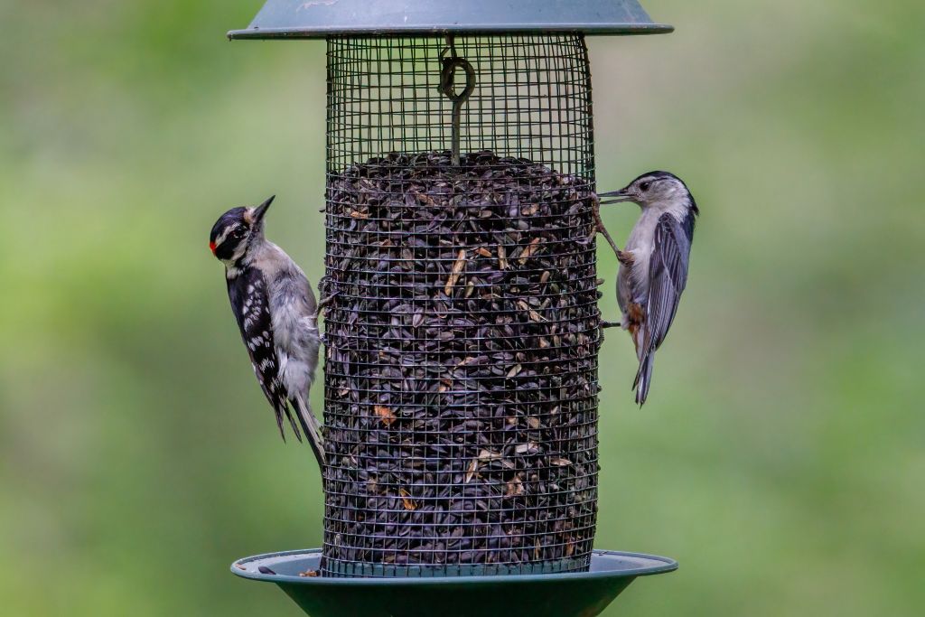 woodpeckers on bird feeder