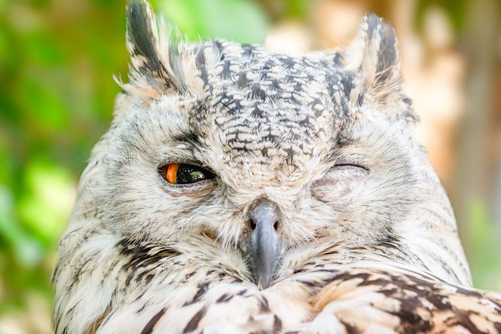 close up look of an owl with one eye open