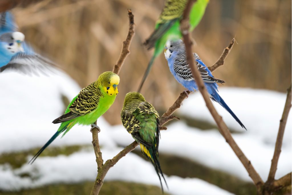 4 budgerigars perching on twig with snow background