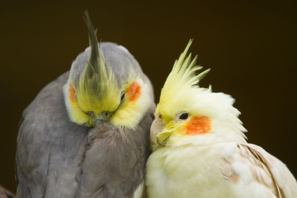gray and yellow cockatiel couple on brown background
