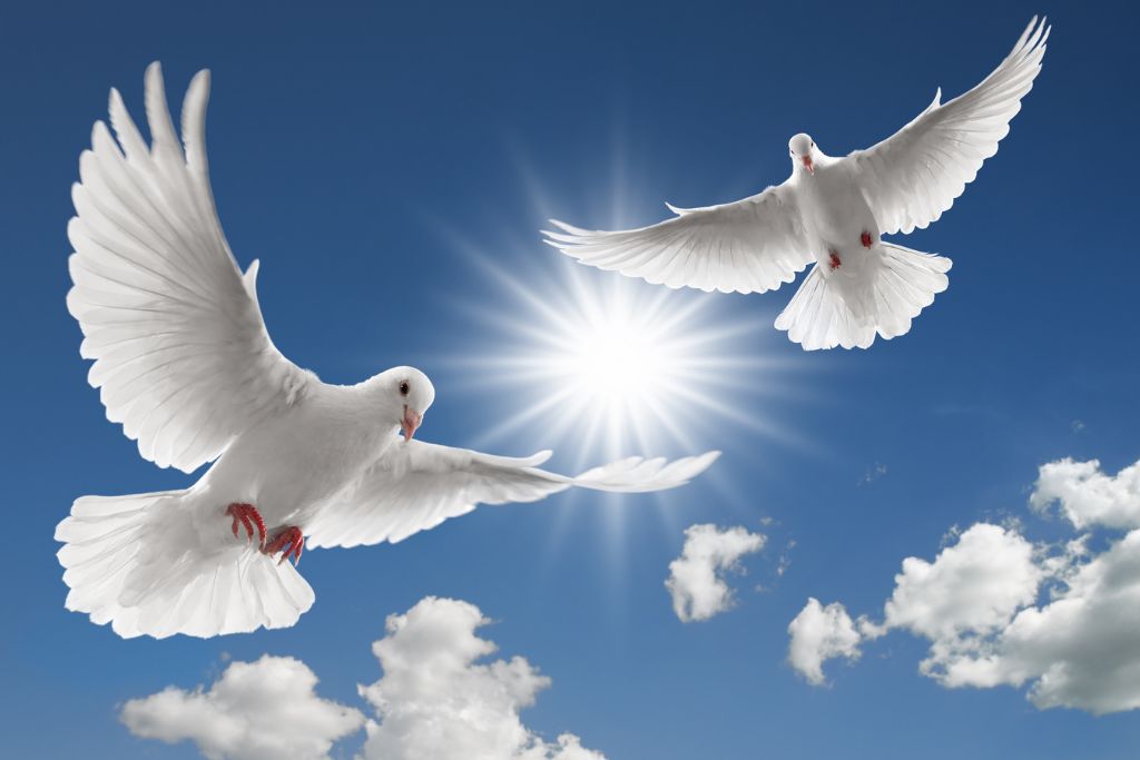 2 doves flying with sunlight and rays background