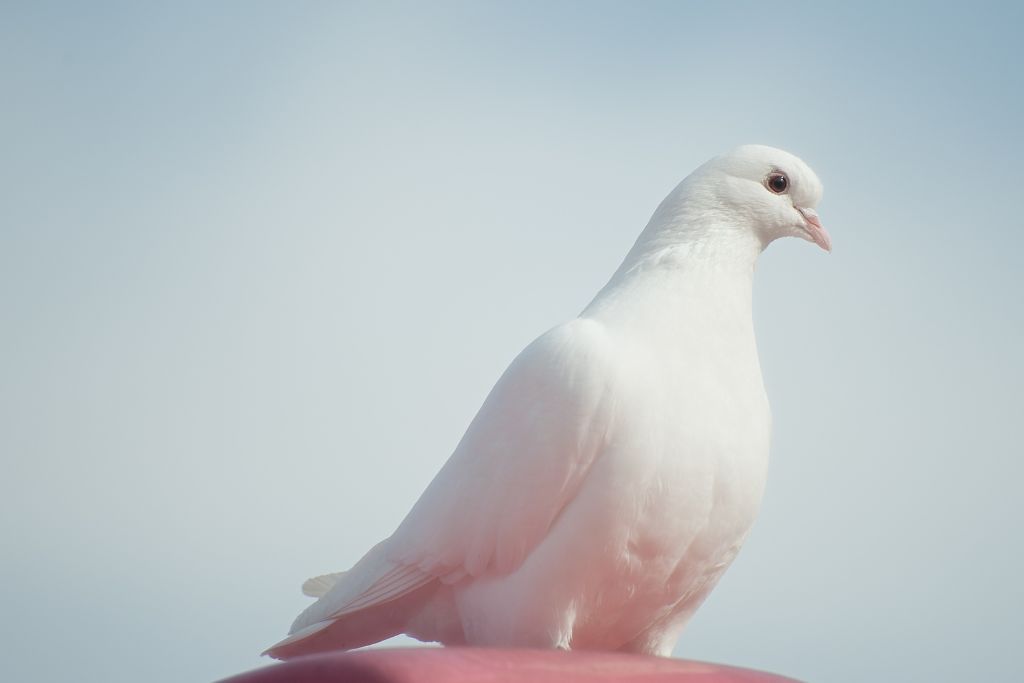 white dove on light bluish background