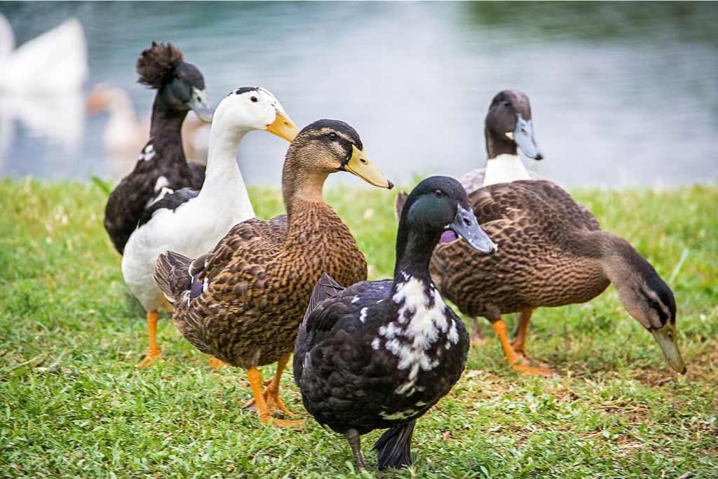 ducks on grass