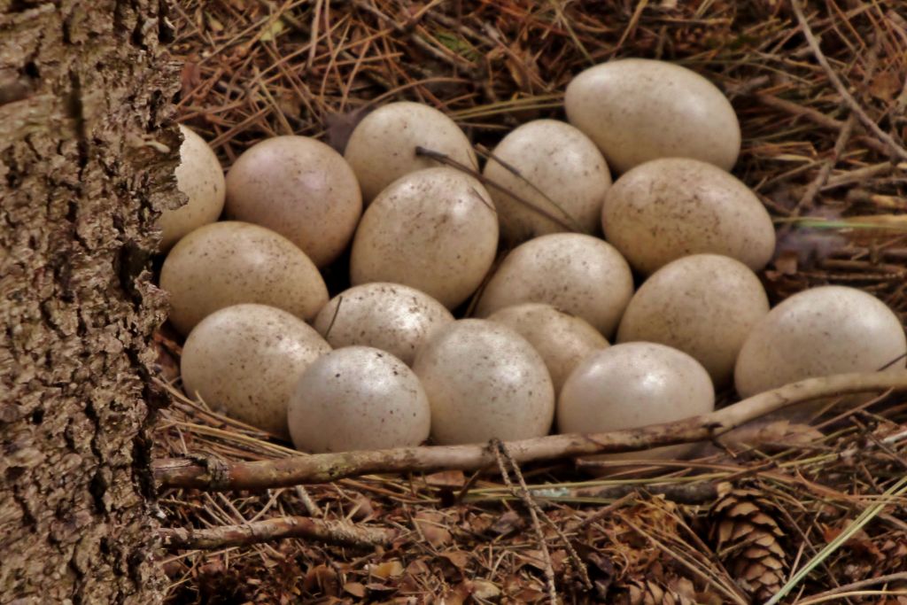 eggs in a nest beside a tree