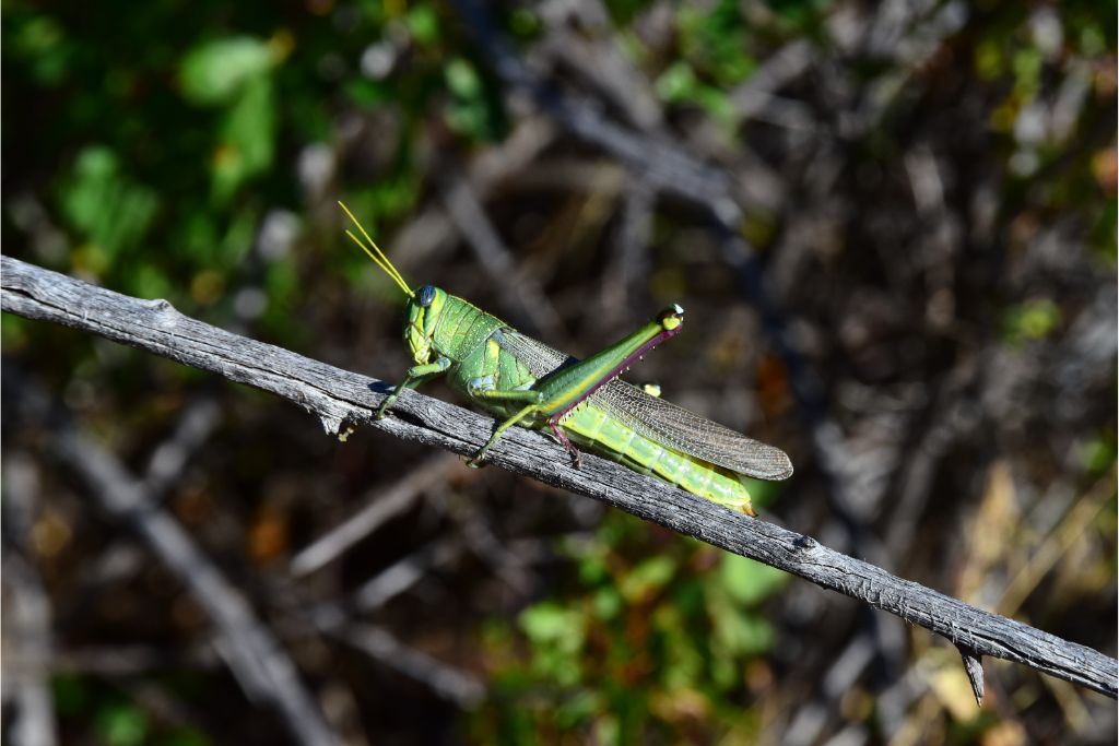 a grasshopper on a branch of tree