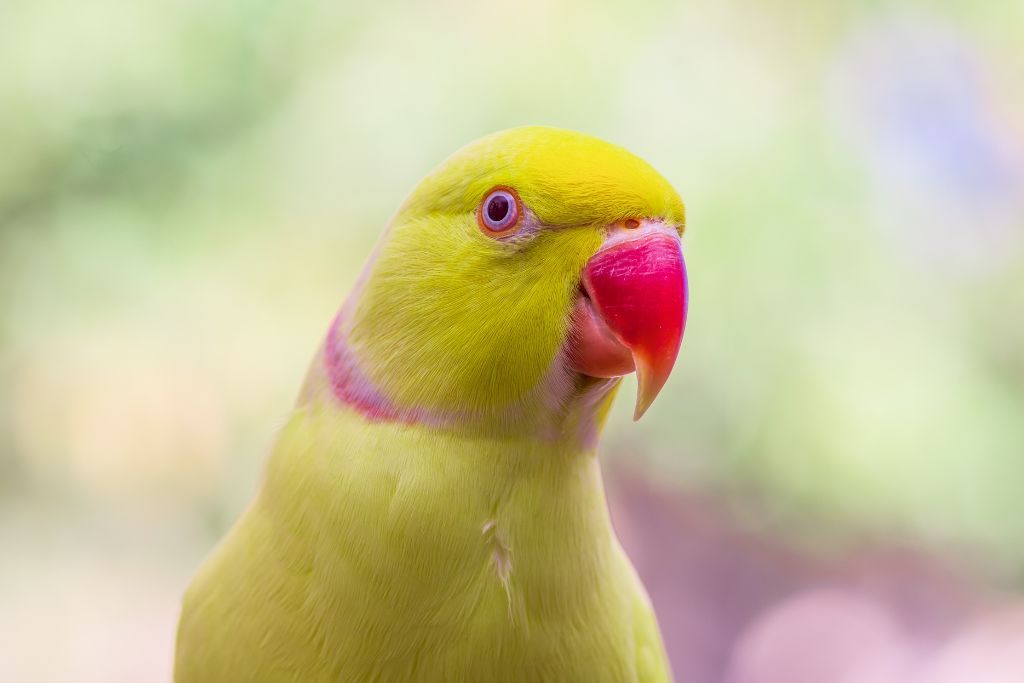 indian ringneck parakeet on blurry background