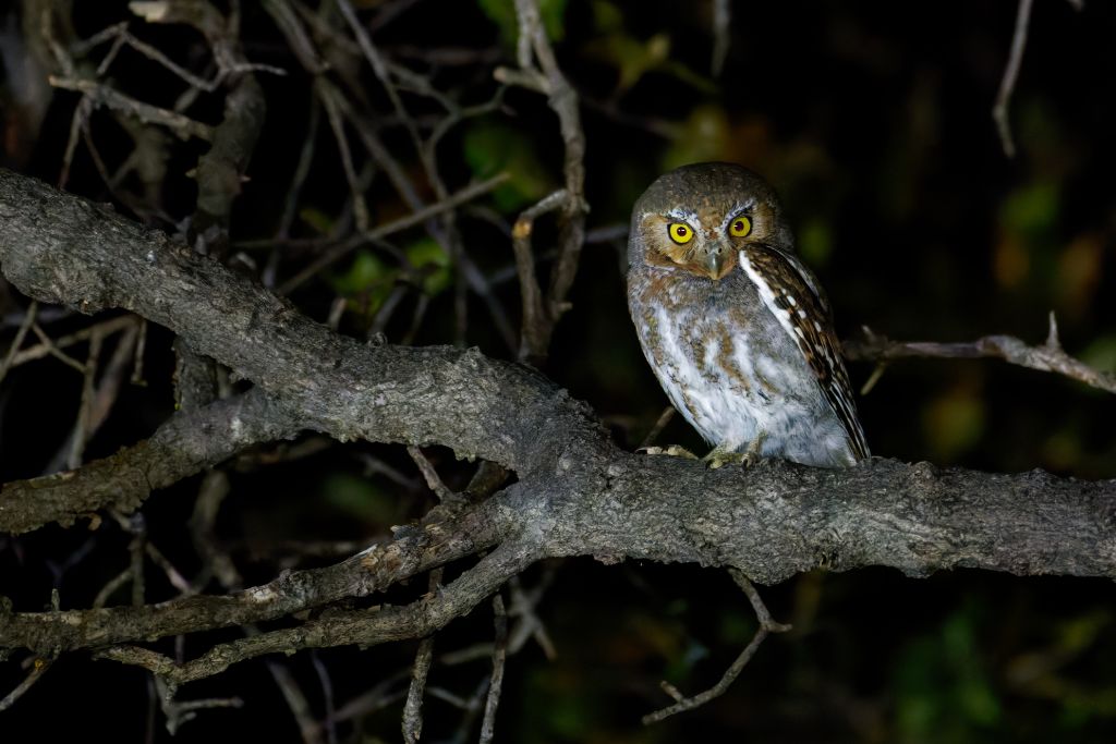 an owl sitting on a branch at night