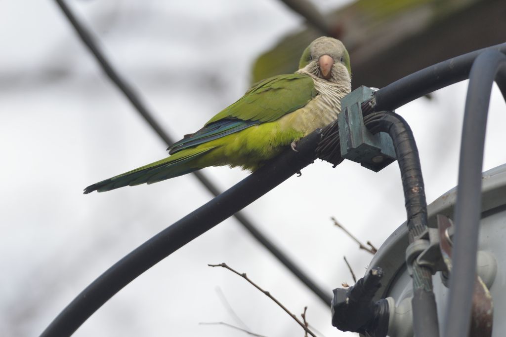 quaker parrot perching on electric line