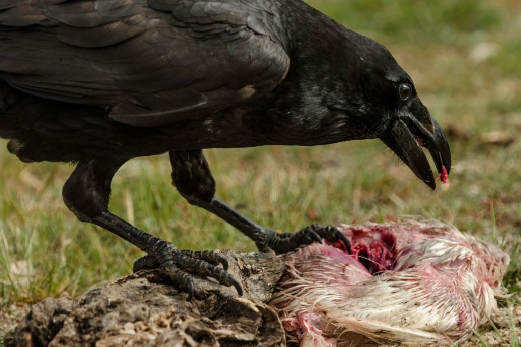 a raven eating a chicken