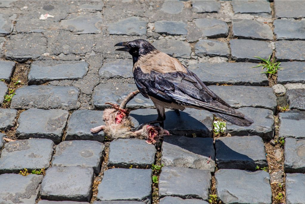 a raven eating a rat