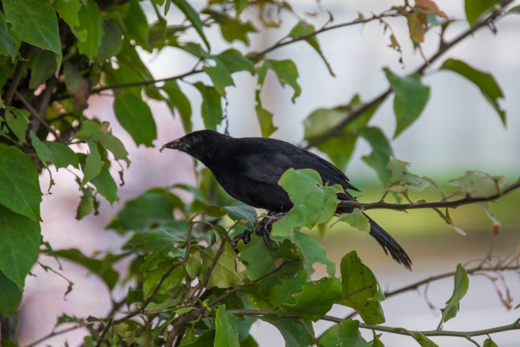a raven eating a small word while standing on a tree branch