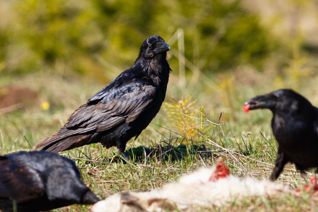 ravens eating their pray- kid