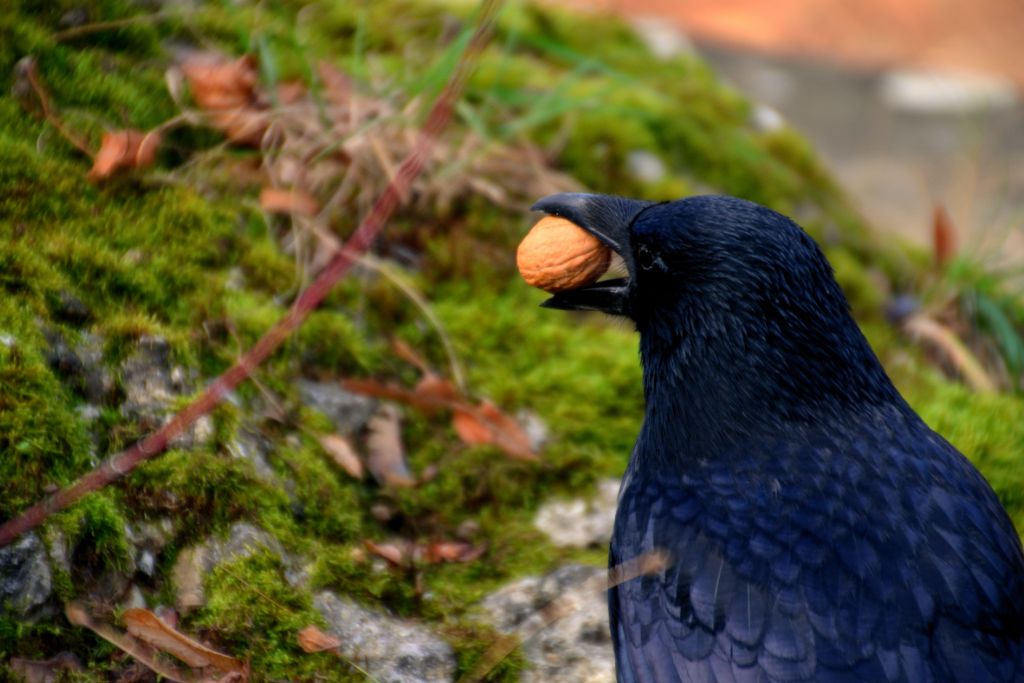 close up look of a raven with a big nut on its mouth