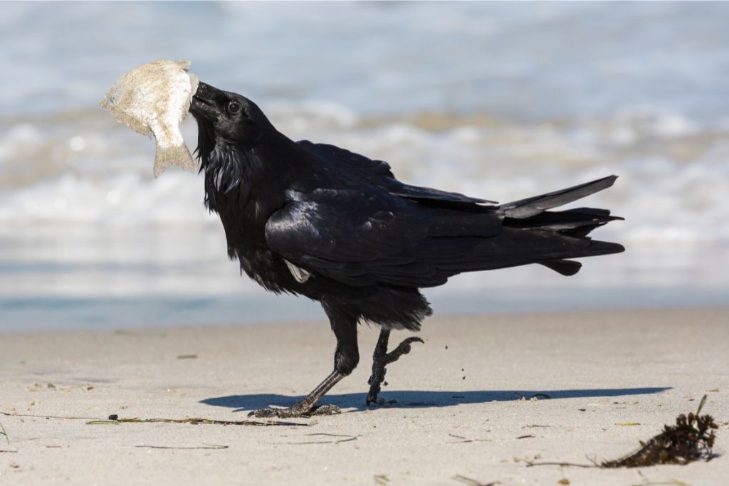 a raven eating a fish beside the sea
