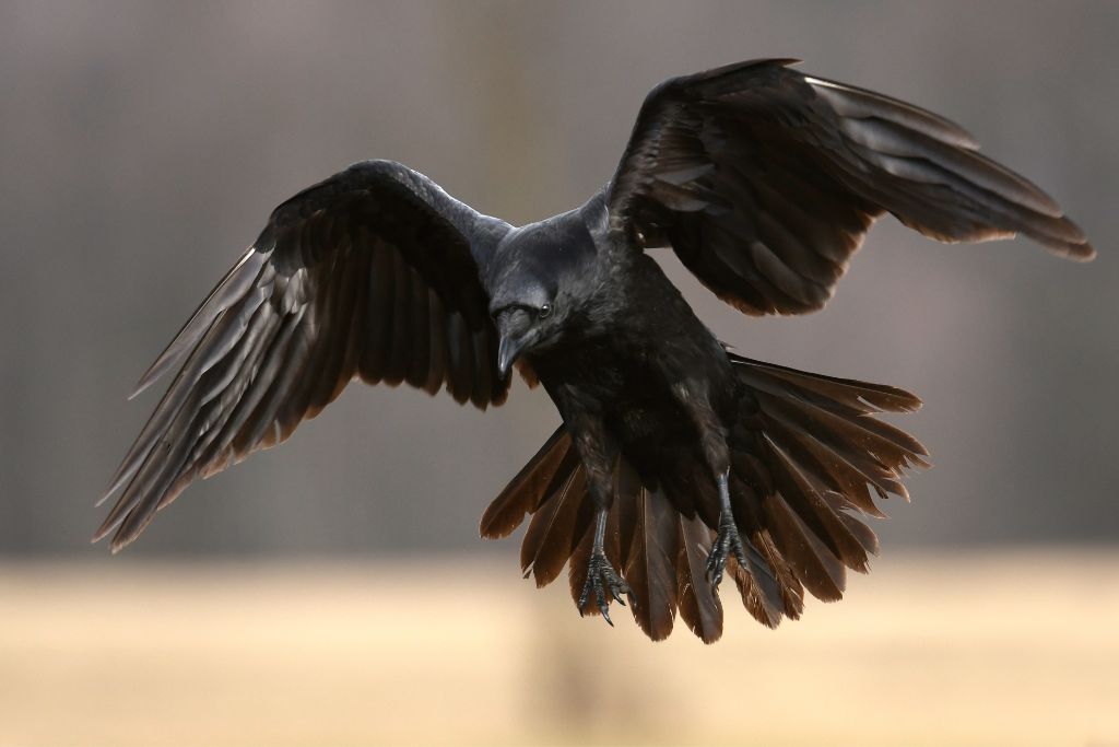 close up look of a flying raven