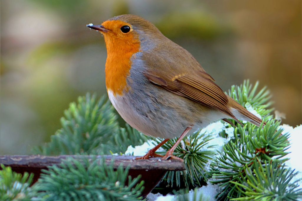 a robin bird on a branch