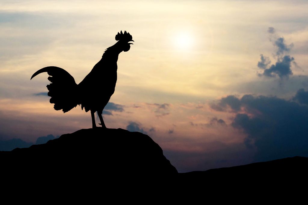 a rooster crowing on sunrise