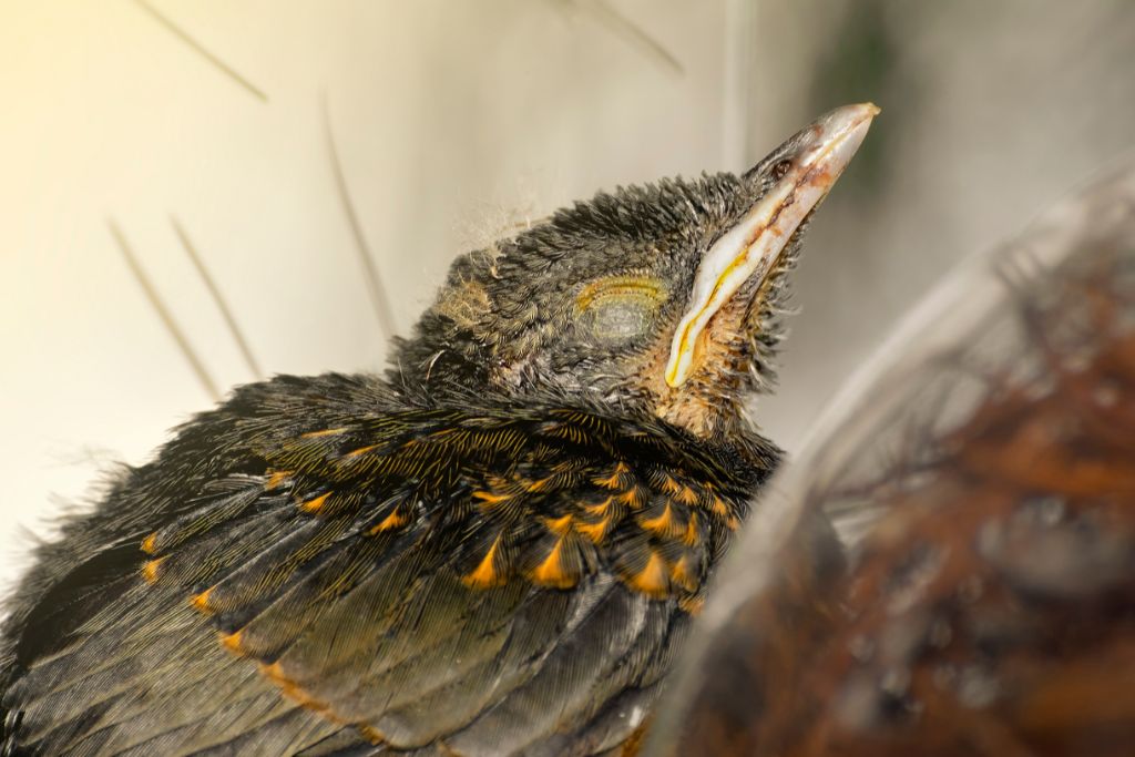 close up look of a sleeping birds with closed eyes