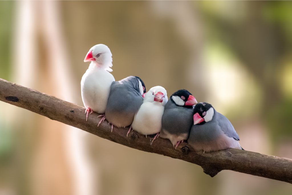 birds on a branch of tree sleeping right next to each other
