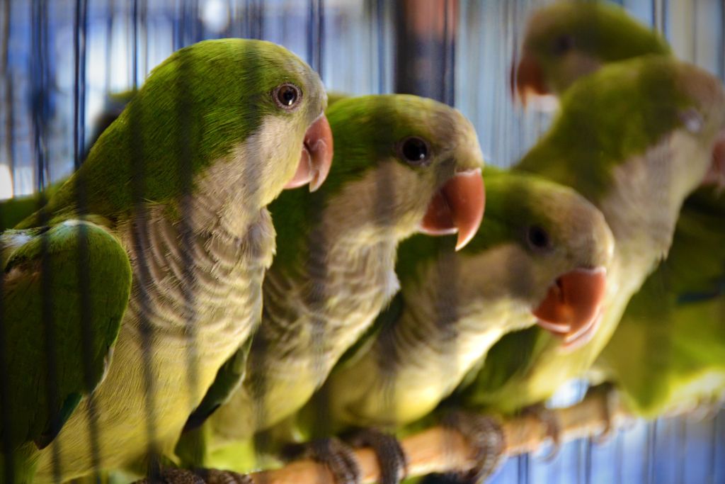 talking birds on cage