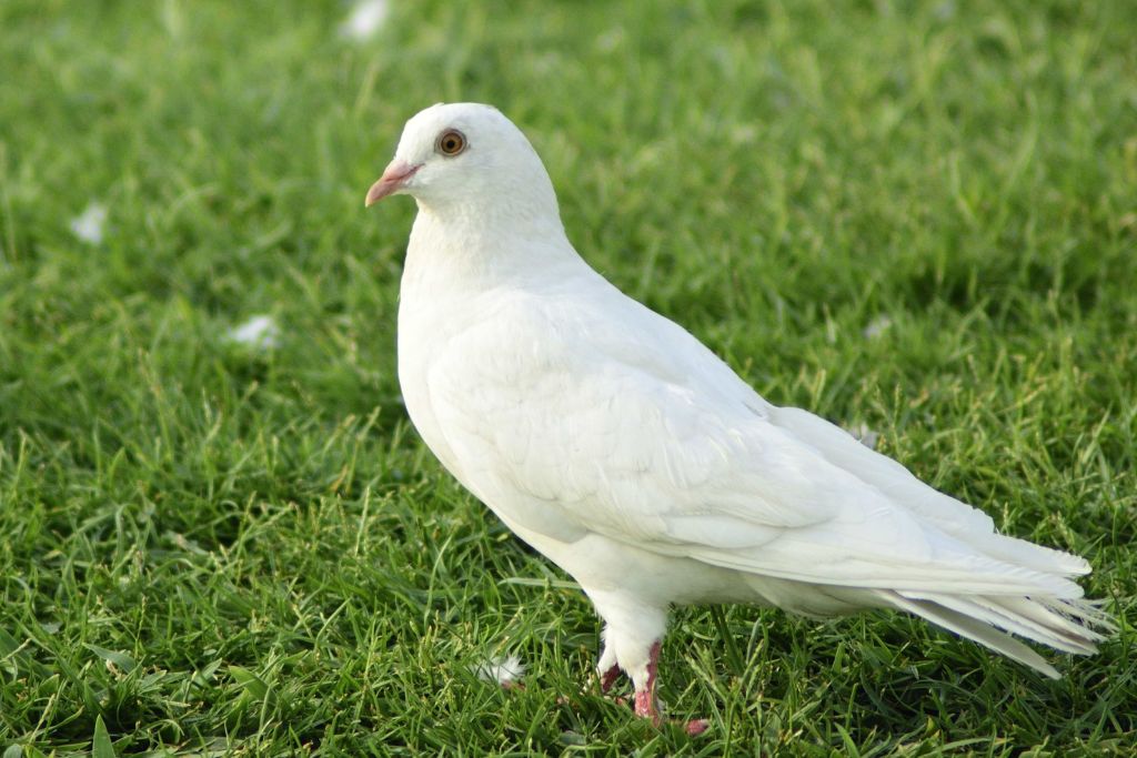 dove on grass