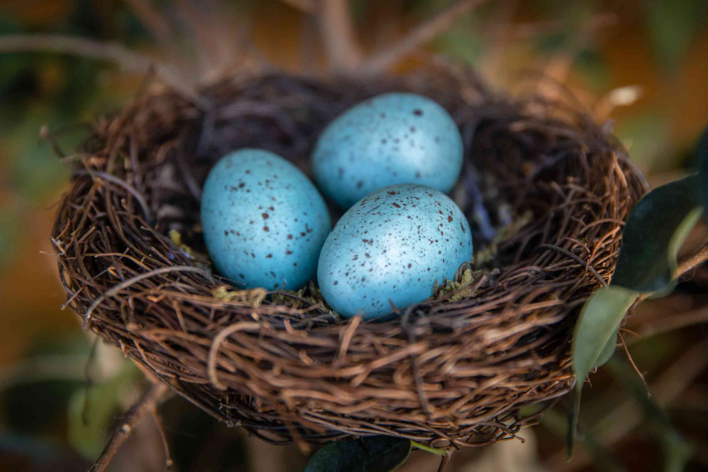 blue Hummingbird eggs 