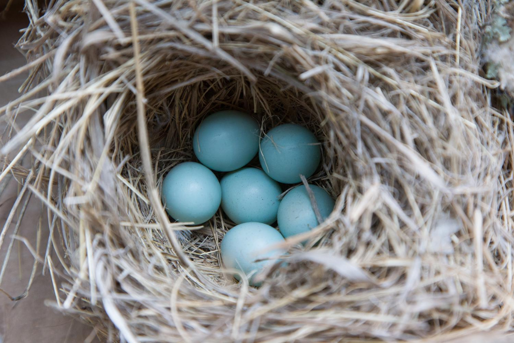 five Hummingbird eggs on a nest