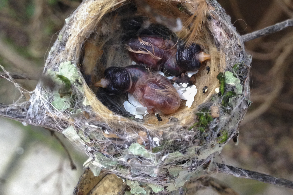 newly hatched Hummingbird eggs 