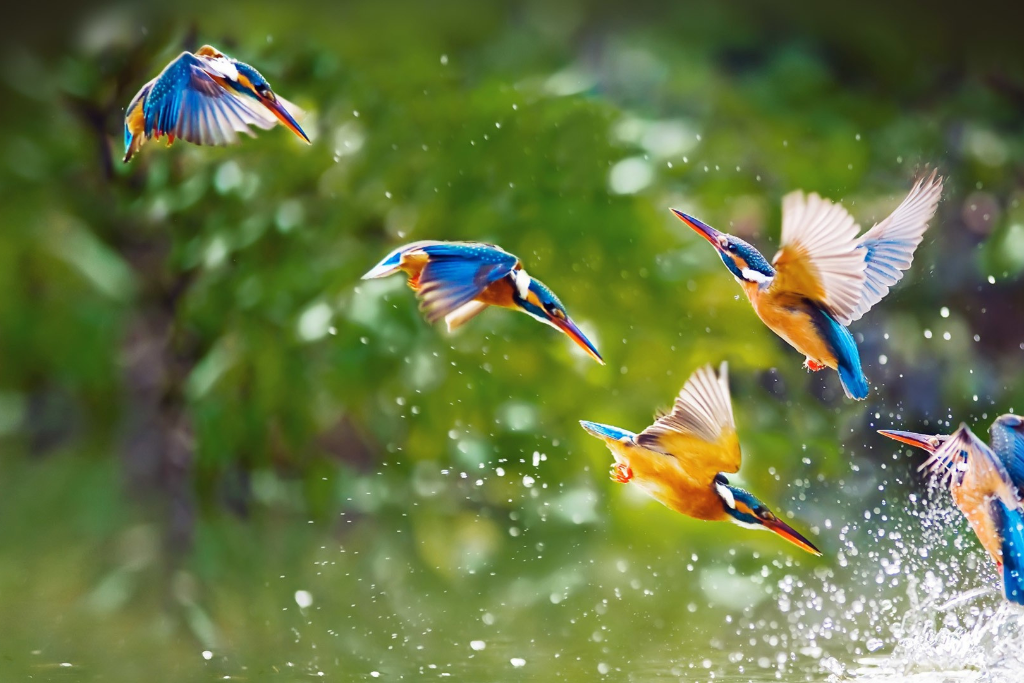 Kingfisher Bird Fishing