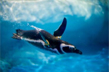 Penguin diving in the open sea