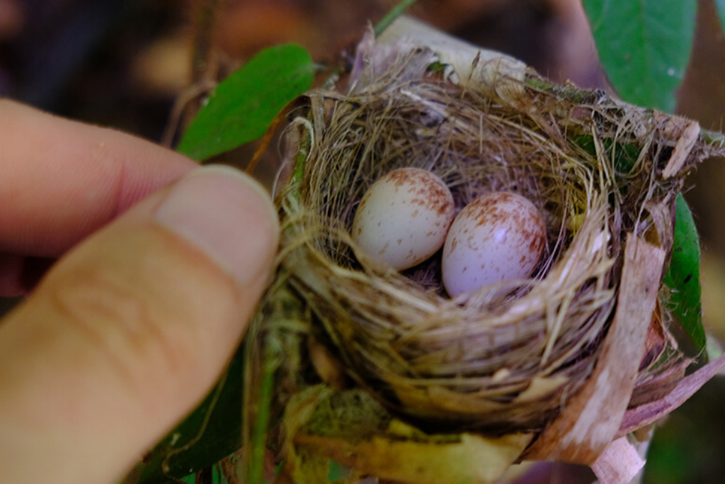 small Hummingbird eggs 