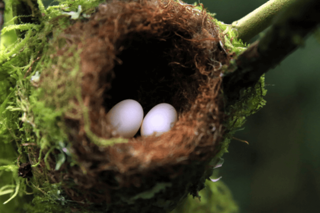 two Hummingbird eggs on a nest