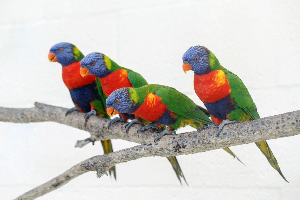 a group of four colorful parrots sitting on a branch of tree