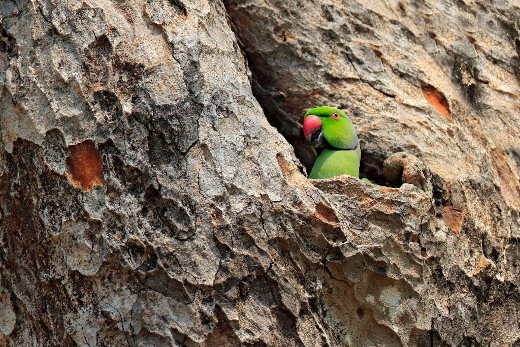 a green parrot sitting on tree trunk with nest hole