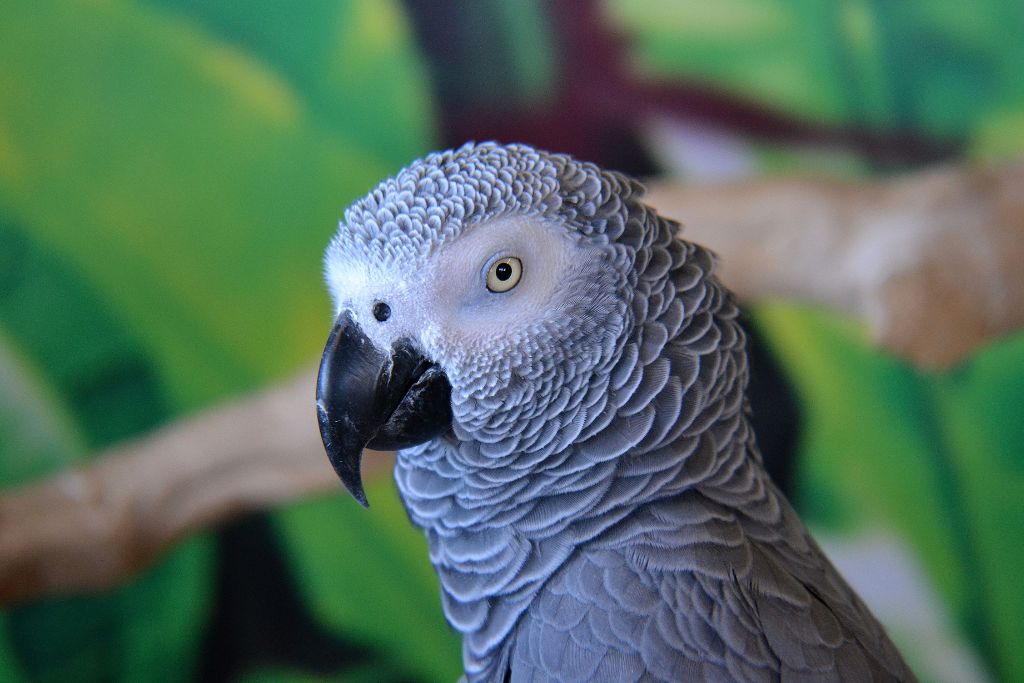 a focused shot of an african grey parrot