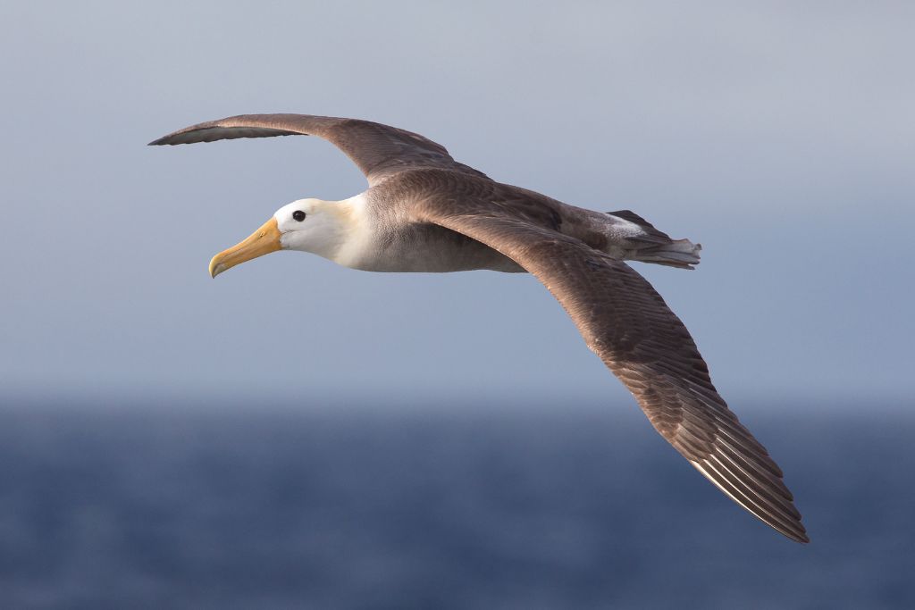 a flying albatross in the ocean