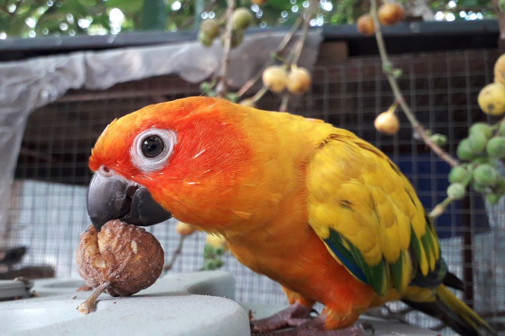 an orange parrot eating fruit