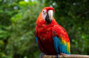 a colorful parrot sitting on the branch of tree