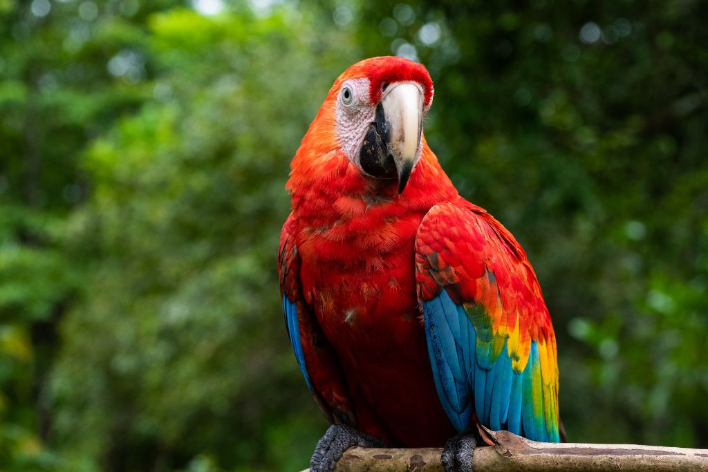 a colorful parrot sitting on the branch of tree
