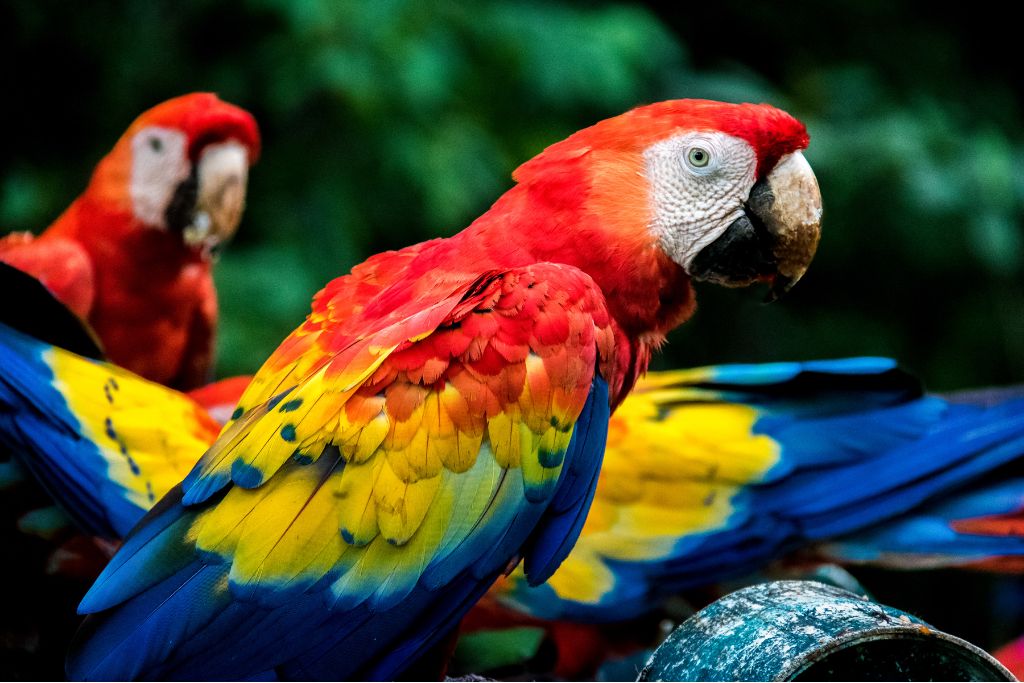 a focused shot of a resting colorful parrot